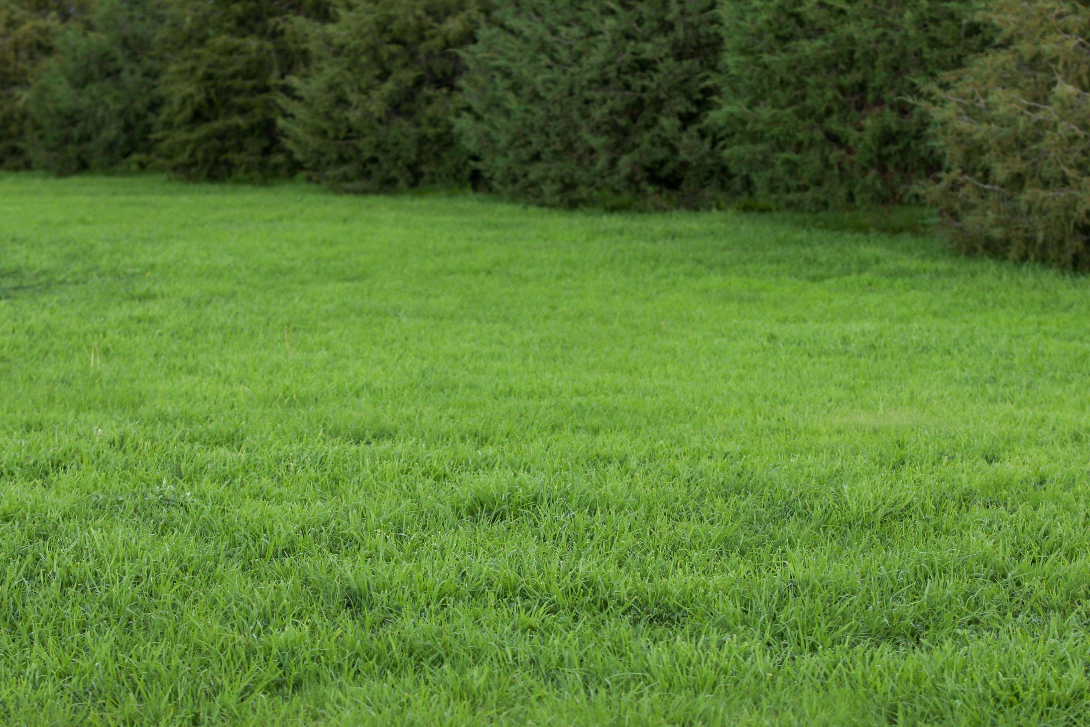 green backyard